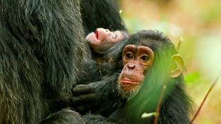 The Story of a Young Chimp Becoming a Tough Leader  Our World