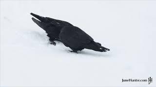 Raven Snow Games 2