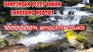 pancingan pleci bahan langsung gacor ngotot