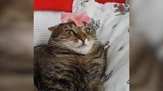 Most Viral Cats of the Internet  FUNNIEST videos 
