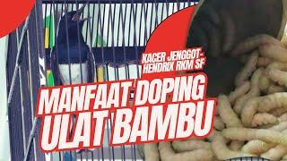 DOPING #ulatbambuKacer JENGGOT MUTLAK Bongkar Isian#kacergacor #bambugila