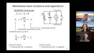 Intro to neurophysiology with Dr. Steve Baccus