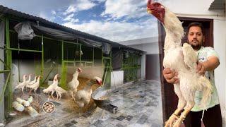 White Shamo Ka Big Farm Free Range Shamo Farming At Home How to start Chicken Farm kurak Murgi