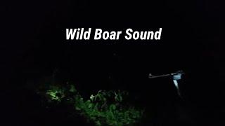 Wild Boar Sound in the Forest Sanghal an hawk nasa ie