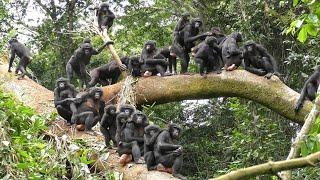 Peaceful Wild Bonobo