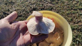 Сбор грибов зимой лиловоногая рядовка или синеножка в январе грибы Крыма 2024