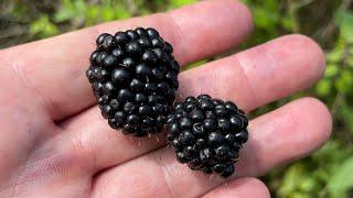 Southern dewberry foraging