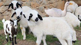 Cute Baby Sheep  Farm Animal Sound  Goat Videos Cow  Duck  Chicken   Animal Moment