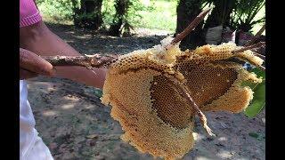 Wow Smart Boy Show How To Get Honey Bee In Cambodia - Traditional Bee Hunting In My Village