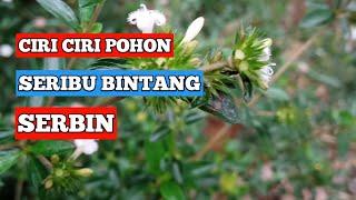 MENGENAL CIRI CIRI POHON SERBIN ATAU SERIBU BINTANG