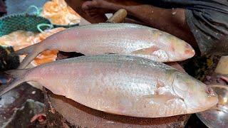 Delicious Big Hilsa Fish Cutting Skills Live In Fish Market  Fish Cutting Skills