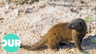 Mongoose The Story Of An Unlikely Predator  Our World