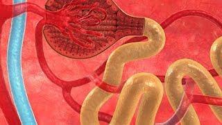 Human Physiology - Proximal Convoluted Tubule Overview of Reabsorption