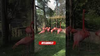 Toronto Zoo  Flamingo
