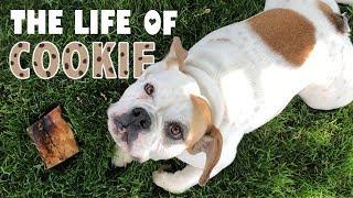 Day In the Life of my Bulldog - Cookie