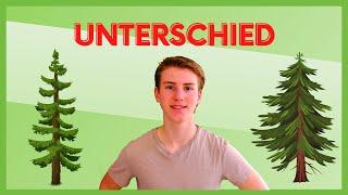 Unterschied von Tanne und Fichte  natural life education