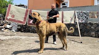 70-80 CM KÖPEKLERDEN 90 CM DEN BÜYÜK KÖPEKLER ÇIKMIŞ