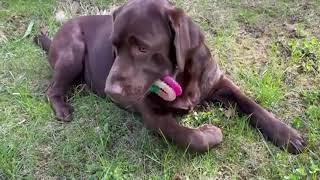 Labrador retriever origin size and character.