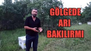 Arı ful gölgede bakılırmı ?  Detaylı anlatım ne fayda