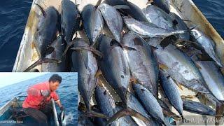 MANCING RINTA DAN MANCING TONDA BABY TUNA JUMBO DAN BABY CAKALANGMANCING TRADISIONAL