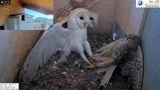 Crazy Wild kestrel attacks barn owls pair inside nest and is lucky she escapes with her life