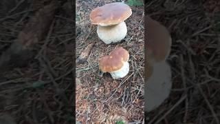Beautiful mushrooms from Eastern Europe #funghi #porcini #boletus #grzyby #гриби