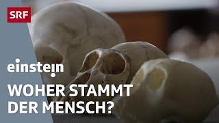 Die Wiege der Menschheit – Stammt der Mensch aus Afrika oder aus Europa?  Einstein  SRF