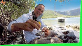 Solo Beach Camping - Catch and Cook - Trophy Fish EP.500