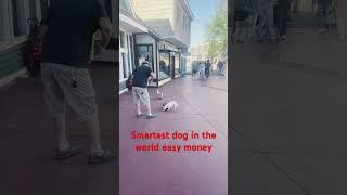 How to make free money smartest dog in the world