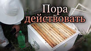 Обработка пчел щавелевой кислотой  от клеща варроа. Один из способов.