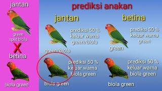 Cetak lovebird biola jantan dr ternak split biola