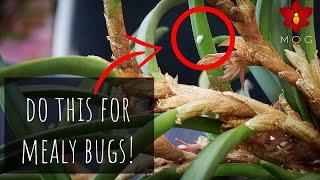 How I treat mealybugs on my Orchids ‍️