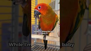 Baby Sun Conure Intro – it’s a BOY