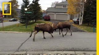 Watch Moose Fight in a Quiet Alaska Suburb  National Geographic