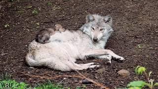 For a wolf pup the comfiest bed is your big sister 