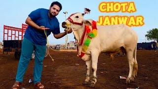 Mandi Loot liya Cow Mandi Update Shahpur kanjra Chota Janwar ki Mandi Update Hsn Entertainment