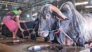 Big Cow Farm in Bangladesh  Al Madina Farm  Big Big Cow Part 3