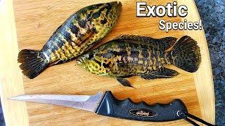 Catch and Cook EXOTIC Species Jaguar Guapote