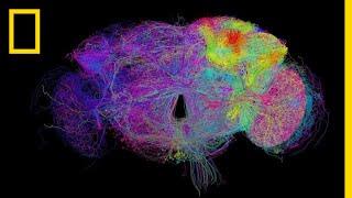 Tour a Fly Brain in Stunning Detail  National Geographic