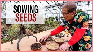 Growing Bonsai From Seeds How to Sow