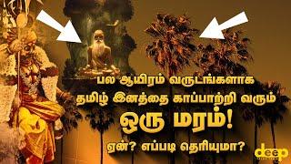 தமிழ் இனத்தை காப்பாற்றி வந்த பனைமரம் இனியும் காப்பாற்றுமா? Palm Tree Tamil History