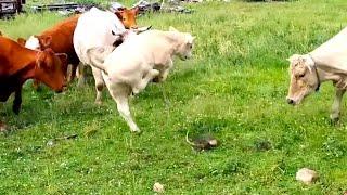 Ozzy Man Reviews Cows vs Turtle