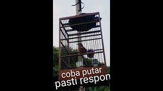 anis merah ngeplong cocok untuk pancingan burung anis merah macet mabung stres