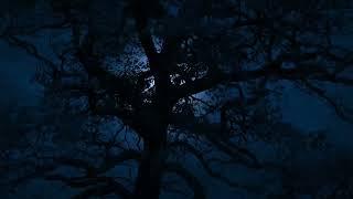 Fall Asleep to the Relaxing Sounds of Wind in the Trees For Sleep Insomnia Tinnitus