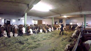 Feeding the Cows  Barn Work on a Small Dairy Farm