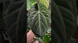 Dark Anthurium