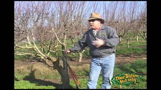 How To Graft A Fruit Tree