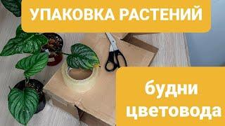 УПАКОВКА РАСТЕНИЙ КАК ОТПРАВИТЬ ЦВЕТЫ ПОЧТОЙ РОССИИ  ПОДГОТОВКА