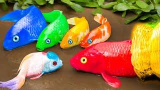 Two Blue Sharks Can They Survive With Dinosaurs Koi Fish STOP MOTION COOKING in real life Coco