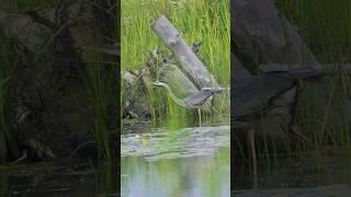 Graceful Great Grey Heron Struts Its Stuff  苍鹭 #greyheron #苍鹭